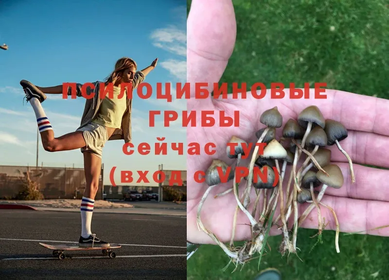 Псилоцибиновые грибы Psilocybe Ивангород